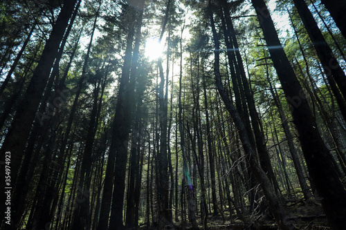 sunlight through trees in forest