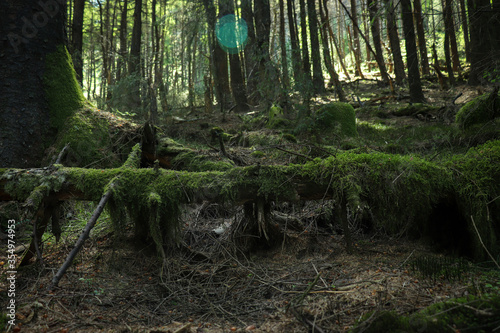 moss on fallen trees in forest