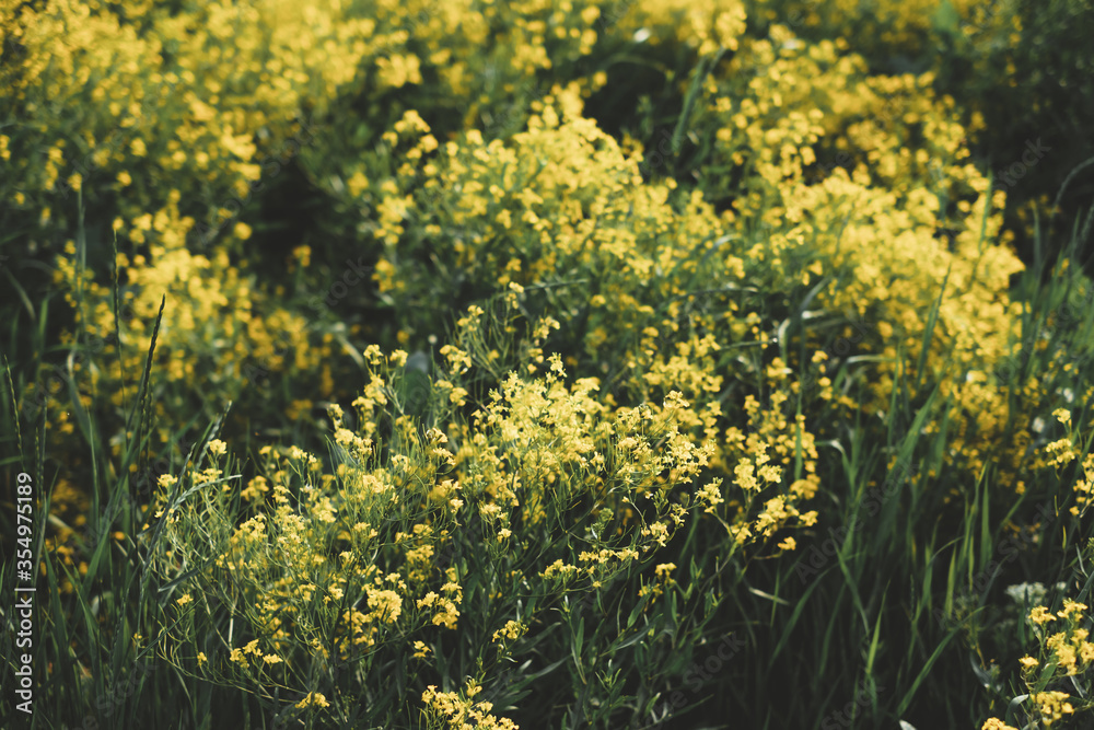 Field with blooming yellow flowers, natural spring background. Field with blooming yellow flowers, natural spring background.