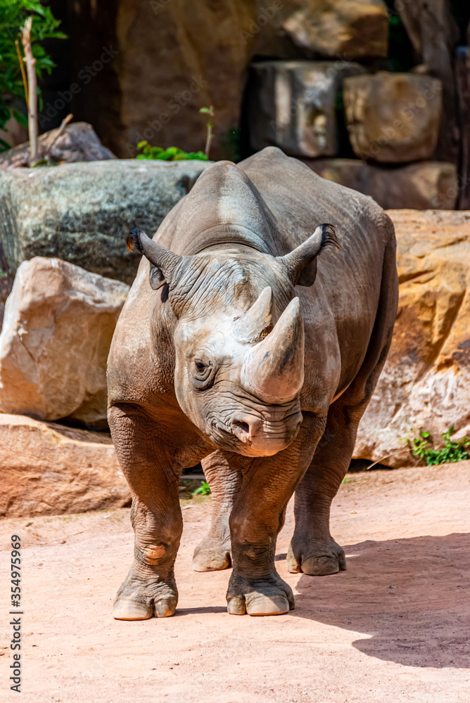 Obraz premium Portrait of a black rhino in its territory
