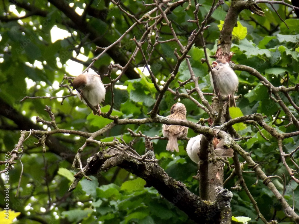 Obraz premium little sparrows on a tree branch