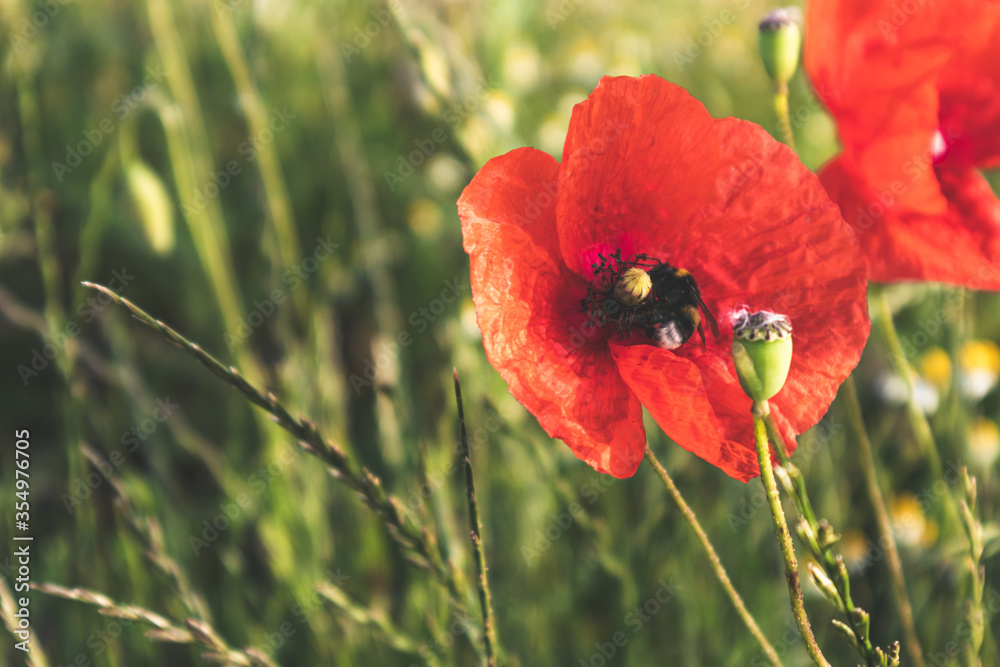 Obraz premium red poppy flower