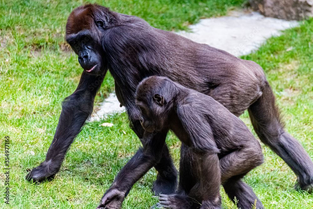 Lowland gorillas spend their day in the meadow Lowland gorillas spend their day in the meadow