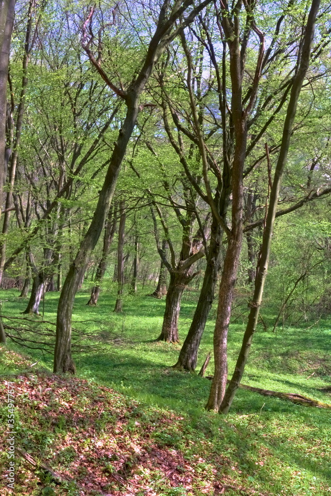 Forest in spring