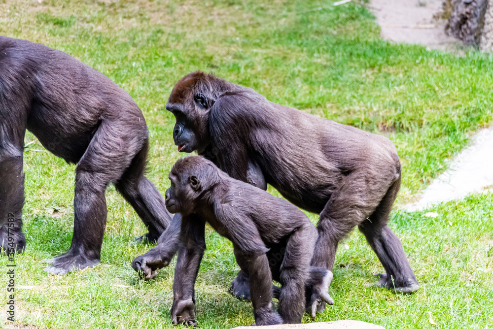 Lowland gorillas spend their day in the meadow Lowland gorillas spend their day in the meadow