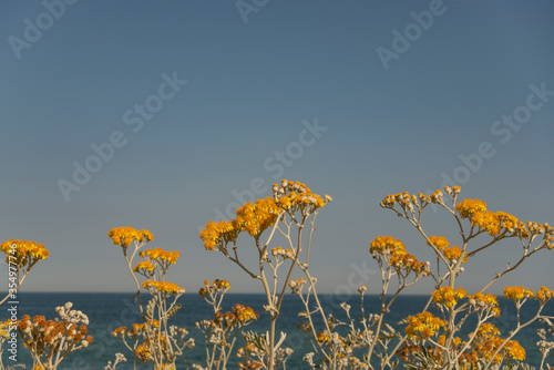 coastal yellow flowers in front of an ocean view with sunshine 