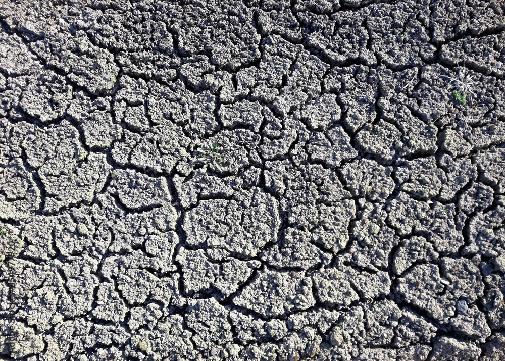 Dry cracked soil in the spring. Texture under the bright sun. Gray earth Dry cracked soil in the spring. Texture under the bright sun. Gray earth