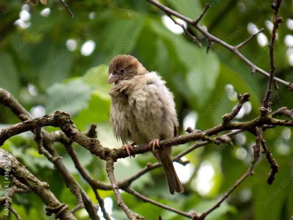 a sparrow on a branch cleans its feathers a sparrow on a branch cleans its feathers