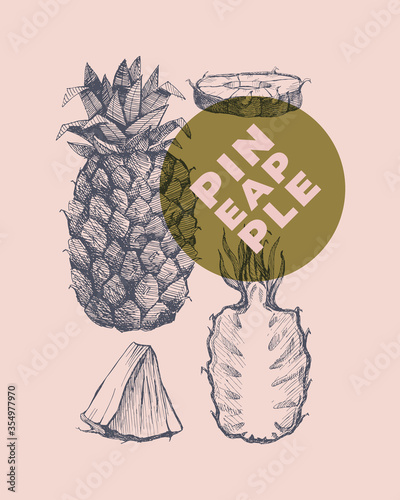 Hand drawn pineapple. Dessert and exotic fruits, sliced and whole. Can be used to design markets, menu and packaging. Organic food concept. Vintage botanical illustration on light isolated background.