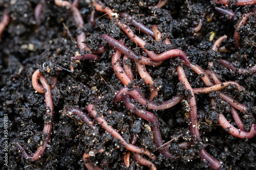 Close up of earthworms in a vermicomposting bin