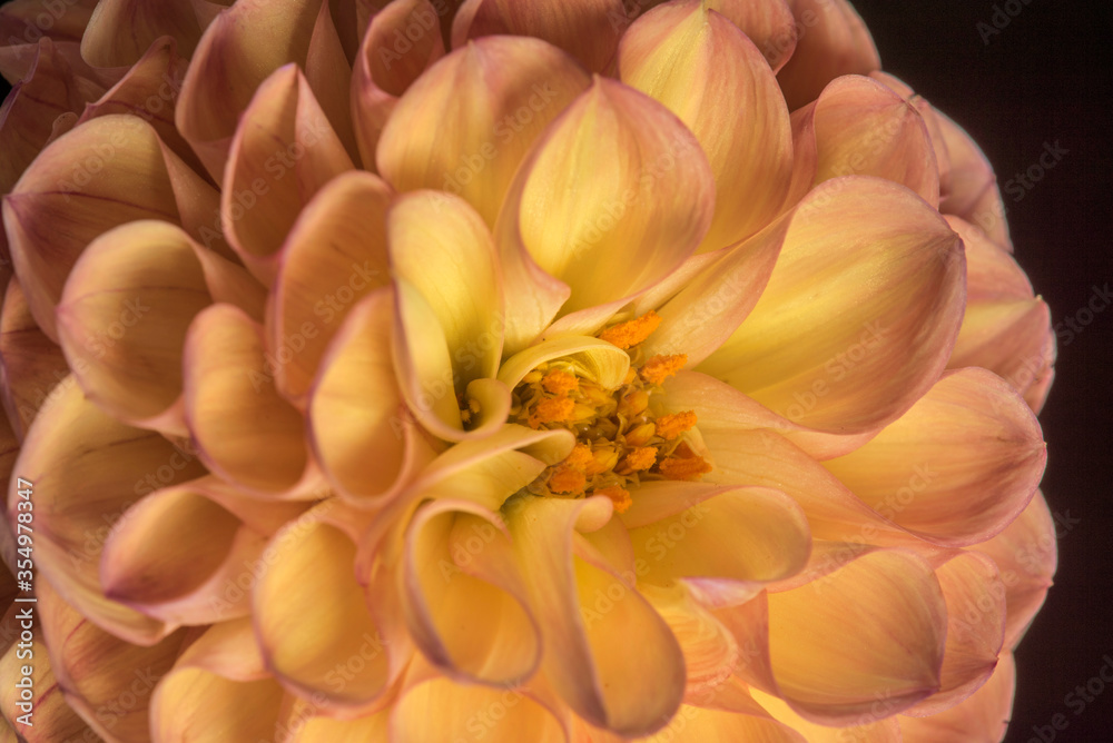 Multi colored dahlia close up Multi colored dahlia close up