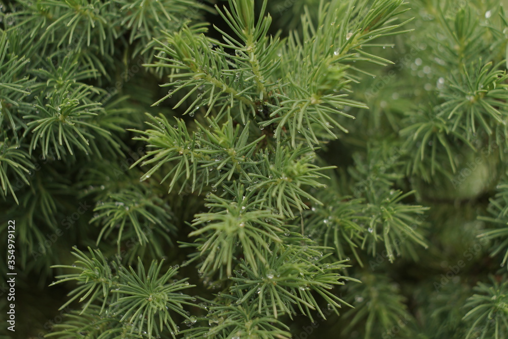 water drops on a coniferous tree water drops on a coniferous tree