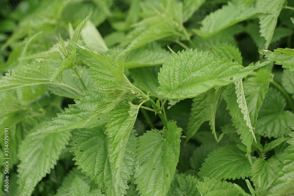 green nettle grows in spring green nettle grows in spring