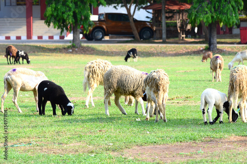 sheep eating grass.