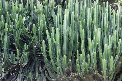 aloe vera plant