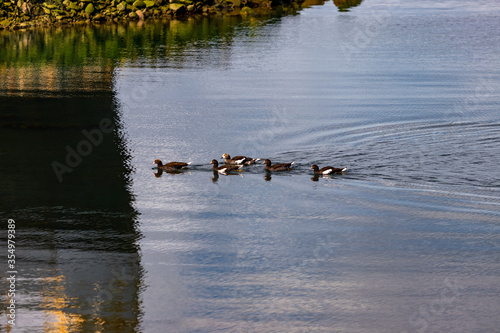 Ducks swim in the Beagle Channel along the shore of the city of Ushuaia, Argentina photo