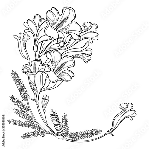 Corner bouquet of outline blossoming Jacaranda flower bunch, bud and leaves in black isolated on white background.