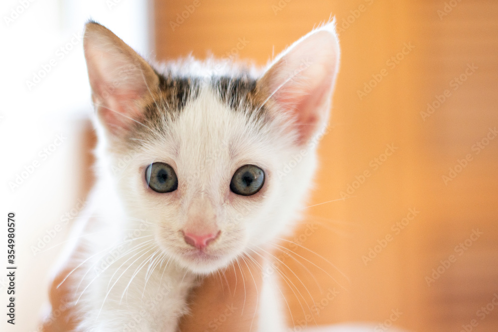 Portrait of a white kitten with blue eyes