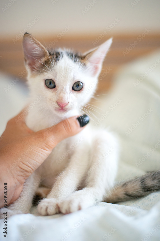 White kitten with blue eyes looks at the camera