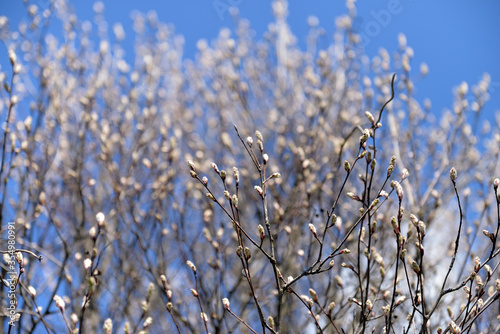 pussy-willow branches blossoms against the blue sky, seals