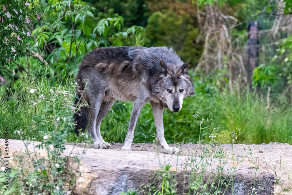 Timberwolf in his territory during fur change Timberwolf in his territory during fur change