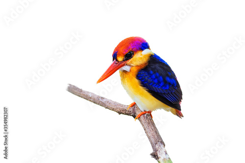 The Oriental dwarf kingfisher (Ceyx erithaca) isolate on white background.