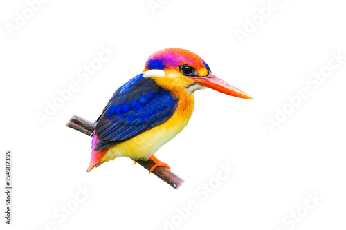 The Oriental dwarf kingfisher (Ceyx erithaca) isolate on white background. © tanoochai