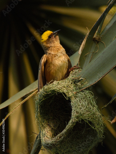 baya weaver bird in nest making