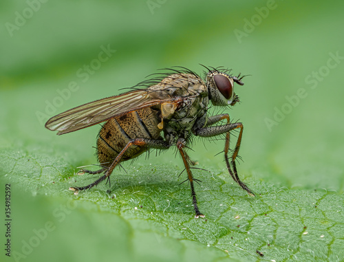 Makro einer kleinen Raub Hausfliege (Coenosia tigrina) auf einem grünen Blatt