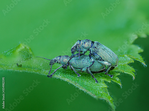 Makro zweier Grünrüssler (Phyllobius) bei der Paarung auf einem Blatt © Gerhard