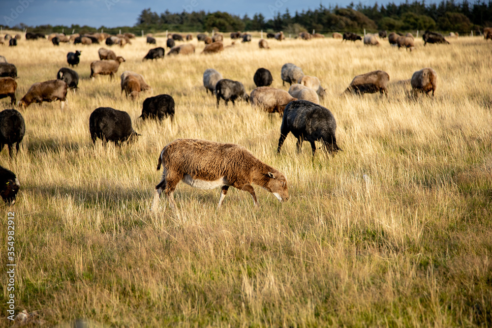 Fototapeta premium Sheep an the meadow in northern germany