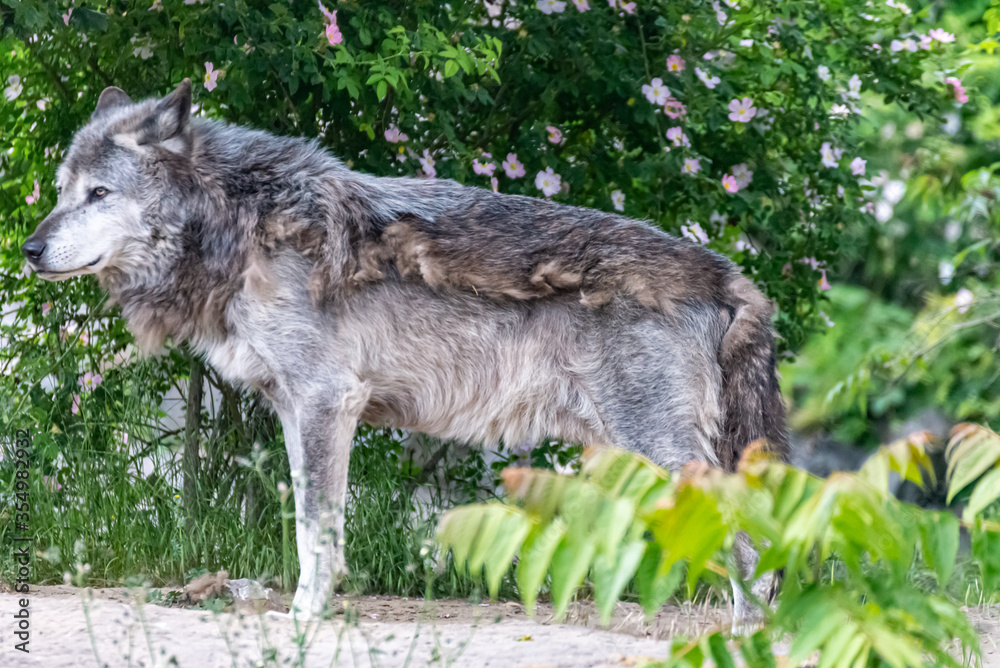 Timberwolf in his territory during fur change Timberwolf in his territory during fur change