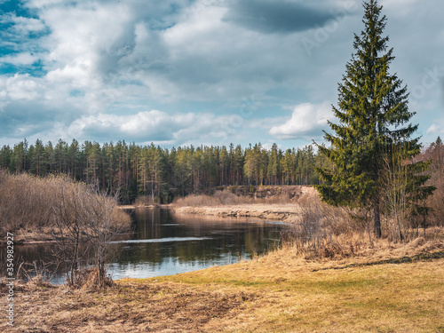 Pine forest on the river bank. Beginning of spring in the middle belt of Russia. Cloudy weather