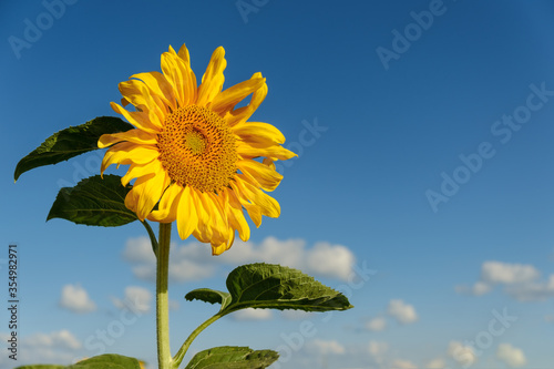 Yellow sunflowers on a background of blue sky