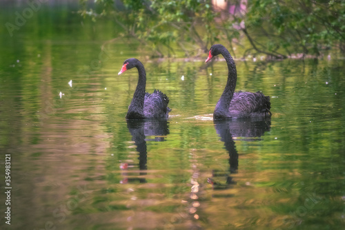 A pair of black swans in a pond with green vegetation