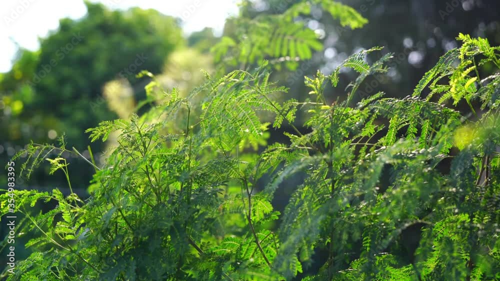 The trees are blowing with the wind and the light from the sunset. The trees are blowing with the wind and the light from the sunset.
