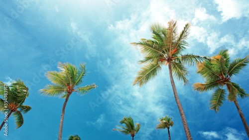 Coconut palm trees on blue sky with white clouds.