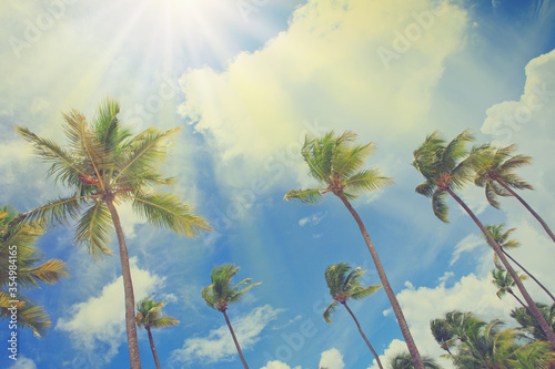 Coconut palm trees on blue sky with white clouds and sunlight.