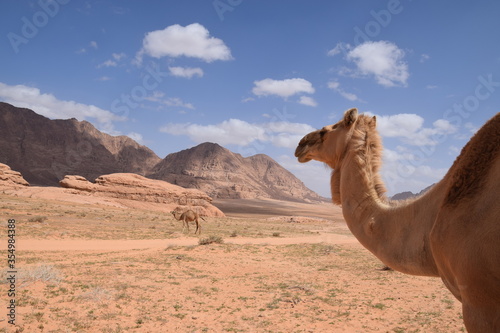 A camel looks over to his friend in the desert landscape with rocks, Wadi Rum Desert, Jordan