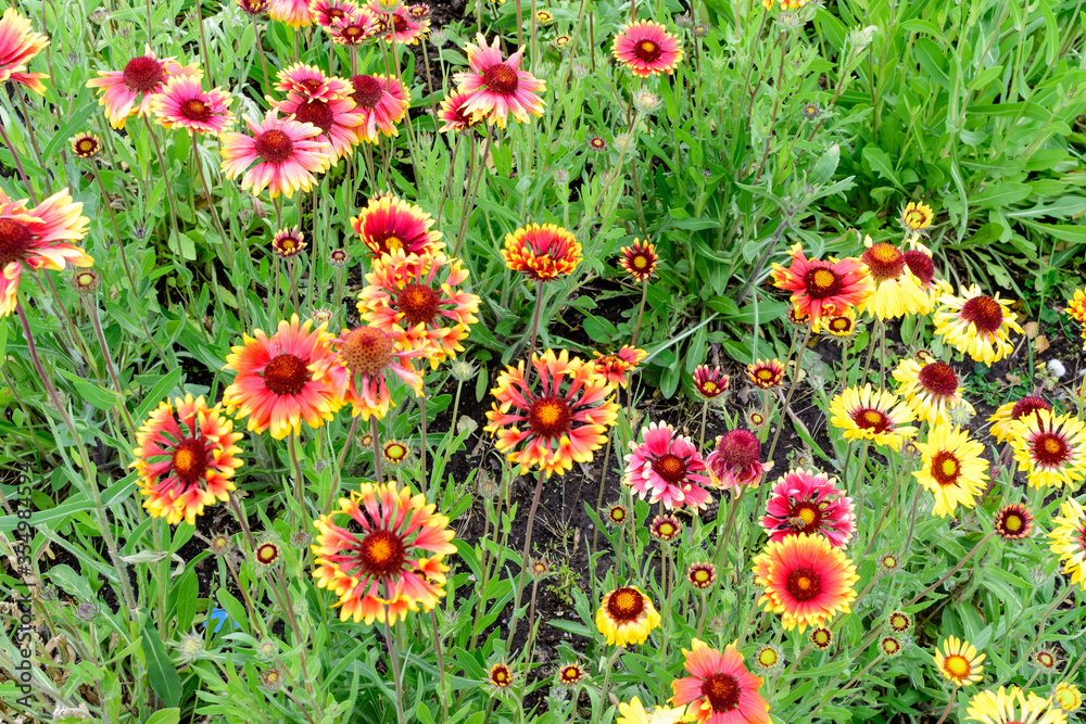 Many vivid red and yellow Gaillardia flowers, common name blanket flower, and blurred green leaves in soft focus, in a garden in a sunny summer day, beautiful outdoor floral background. Many vivid red and yellow Gaillardia flowers, common name blanket flower, and blurred green leaves in soft focus, in a garden in a sunny summer day, beautiful outdoor floral background.