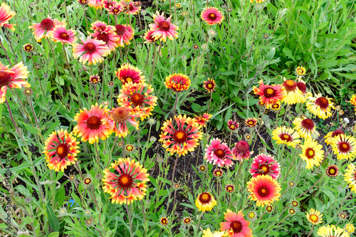 Many vivid red and yellow Gaillardia flowers, common name blanket flower, and blurred green leaves in soft focus, in a garden in a sunny summer day, beautiful outdoor floral background. © Cristina Ionescu