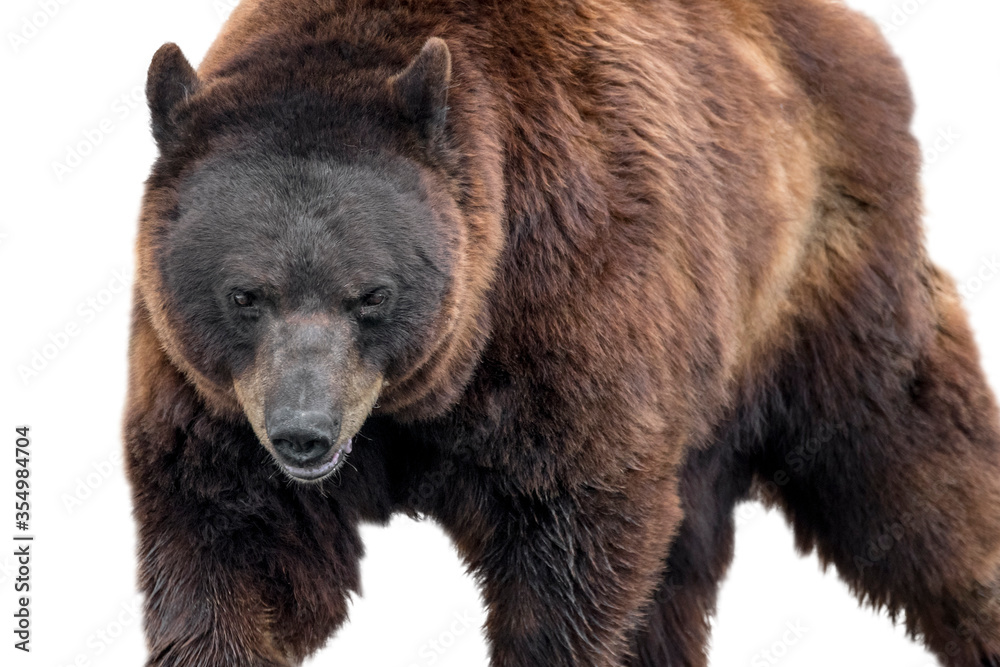 European brown bear (Ursus arctos arctos) close up portrait against white background