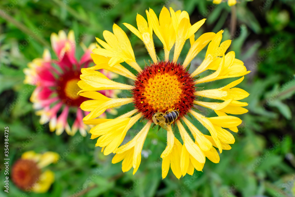 Top view of one vivid yellow and red Gaillardia flower, common name blanket flower, and blurred green leaves in soft focus, in a garden in a sunny summer day, beautiful outdoor floral background. Top view of one vivid yellow and red Gaillardia flower, common name blanket flower, and blurred green leaves in soft focus, in a garden in a sunny summer day, beautiful outdoor floral background.