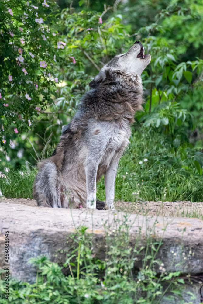 Fototapeta premium Timberwolf in his territory during fur change