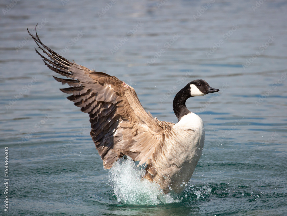 Fototapeta premium Canada Goose stretching its wings in a lake in the spring sunshine ( Branta canadensis)