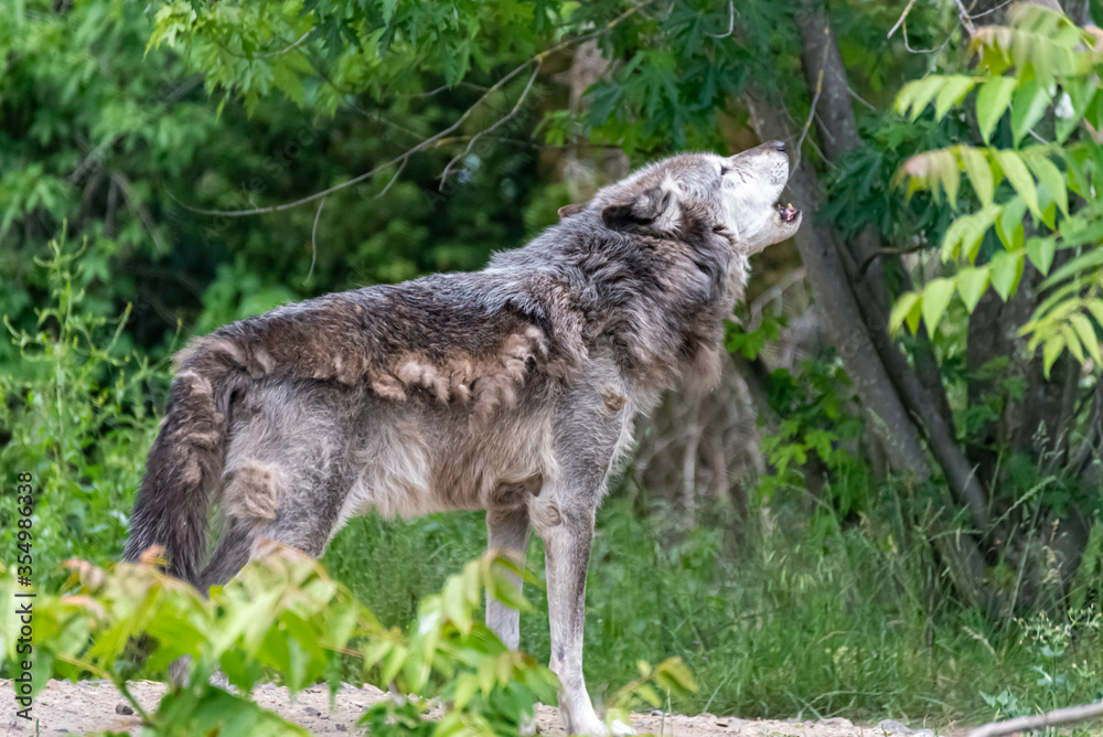 Fototapeta premium Timberwolf in his territory during fur change