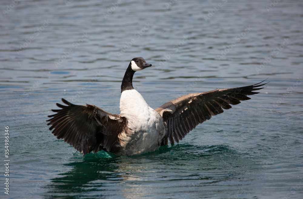 Fototapeta premium Canada Goose stretching its wings in a lake in the spring sunshine ( Branta canadensis)