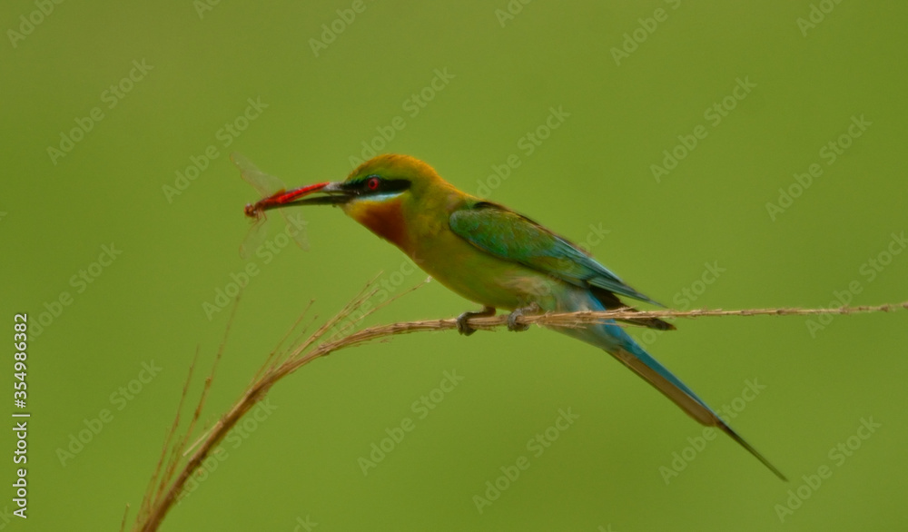 blue tail bee eater bird in perch
