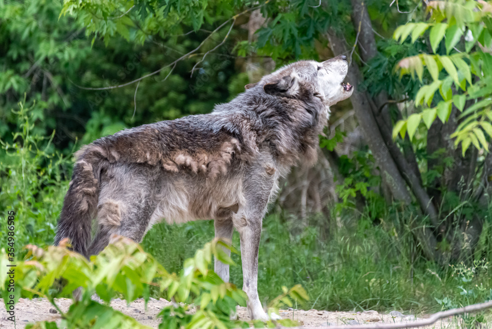 Fototapeta premium Timberwolf in his territory during fur change