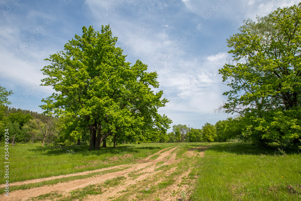 country road in a spring meadow, in the background an oak forest country road in a spring meadow, in the background an oak forest